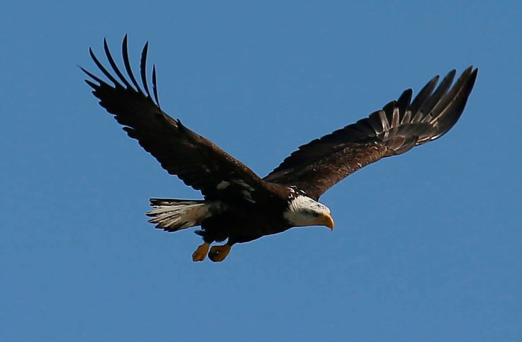 LOCAL BALD EAGLE GEE